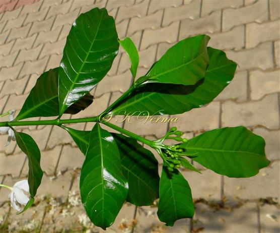  Leaves